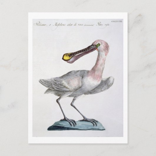 Carte Postale Pelican, c.1767-76 (main coloured engraving) (Devant)