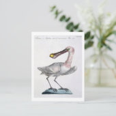 Carte Postale Pelican, c.1767-76 (main coloured engraving) (Debout devant)