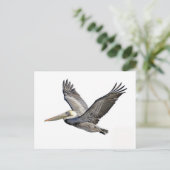 Carte Postale Pélican clair (Debout devant)