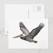 Carte Postale Pélican clair (Devant / Derrière)