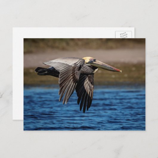 Carte Postale Pélican en vol (Devant / Derrière)