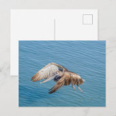 Carte postale - Pélican en vol (Devant / Derrière)