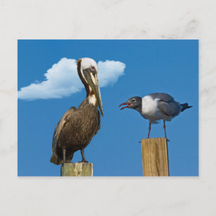 Carte postale Pélican et Gull