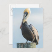 Carte Postale Pélican été perché sur le pylône (Devant / Derrière)