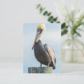 Carte Postale Pélican été perché sur le pylône (Debout devant)