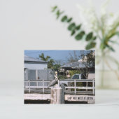 Carte Postale Pelican Key West Florida 1987 (Debout devant)