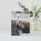 Carte Postale Pelican Love,-Occasions_ (Debout devant)
