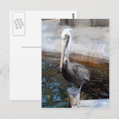 Carte Postale Pelican Love,-Occasions_ (Devant / Derrière)