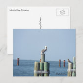 Carte postale pélican Mobile Bay : Côte du Golfe, (Devant / Derrière)