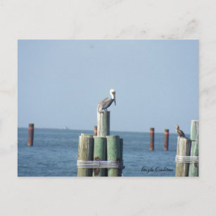 Carte postale pélican Mobile Bay : Côte du Golfe, 