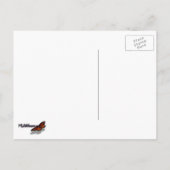 Carte Postale Pélican Plumes Photographie Abstraite de la nature (Dos)