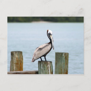 Carte Postale Pelican postcard