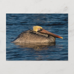 Carte Postale Pélican reposant dans l'eau
