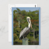 Carte Postale Pelican sur bleu (Devant / Derrière)