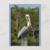 Carte Postale Pelican sur bleu (Devant)