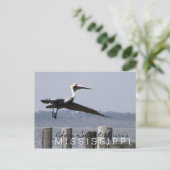 carte postale "pélican sur la baie" (Debout devant)