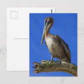 Carte Postale Pélican sur un membre (Devant / Derrière)