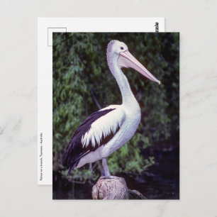 Carte Postale Pélican sur une branche, Tasmanie - Australie