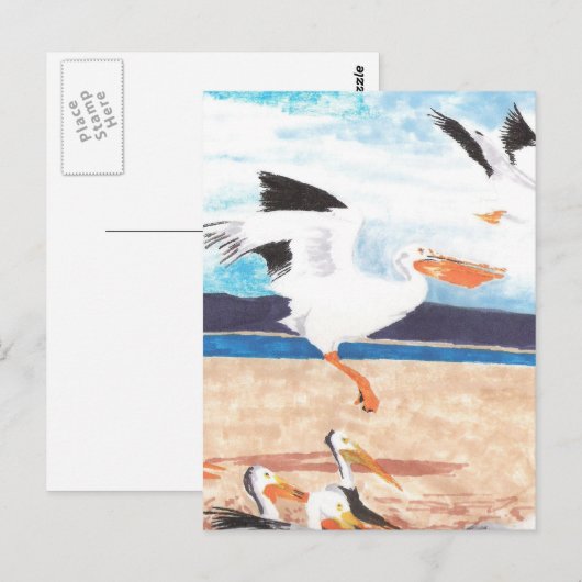 Carte Postale Pélicans (Devant / Derrière)
