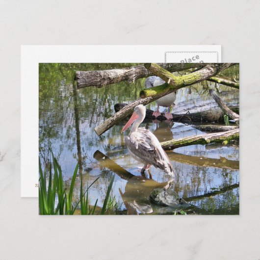 CARTE POSTALE PÉLICANS (Devant / Derrière)
