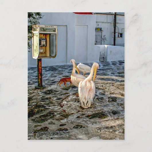 Carte Postale Pélicans (Devant)