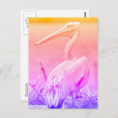 Carte Postale Pélicans à dos roses (Devant / Derrière)