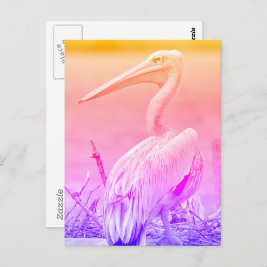 Carte Postale Pélicans à dos roses (Devant / Derrière)