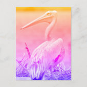 Carte Postale Pélicans à dos roses (Devant)