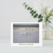 Carte Postale Pélicans à la parade (Debout devant)