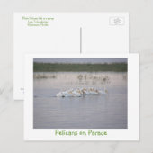Carte Postale Pélicans à la parade (Devant / Derrière)