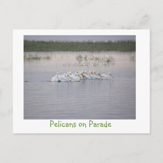 Carte Postale Pélicans à la parade (Devant)