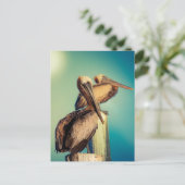 Carte Postale Pélicans à l'aube (Debout devant)