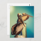 Carte Postale Pélicans à l'aube (Devant / Derrière)