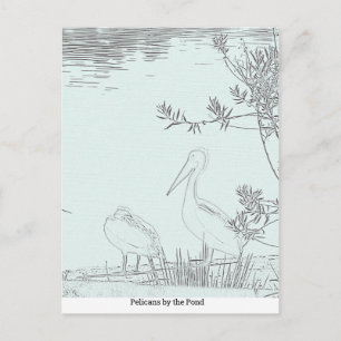 Carte postale - Pélicans au bord de l'étang