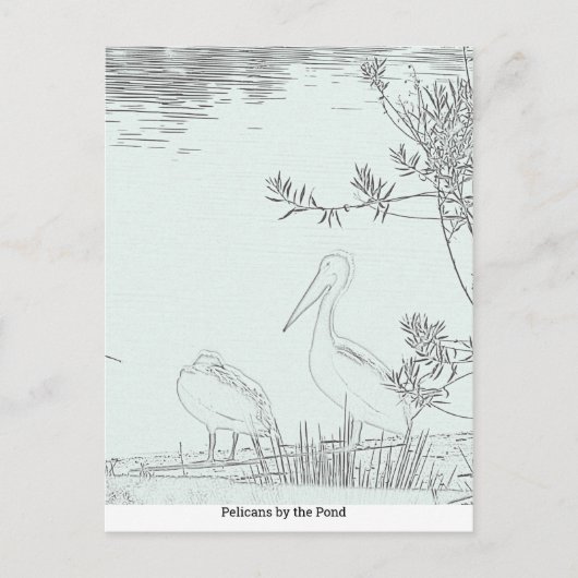 Carte postale - Pélicans au bord de l'étang (Devant)