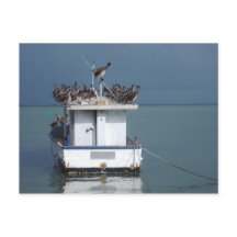 Pélicans au quai, San Fernando, Trinidad