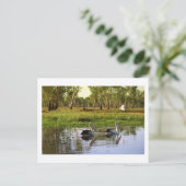 Carte Postale Pélicans australiens, Parc national de Kakadu, NT (Debout devant)