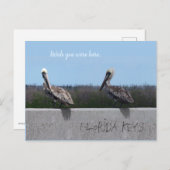 Carte Postale Pélicans (avec texte personnalisable) (Devant / Derrière)