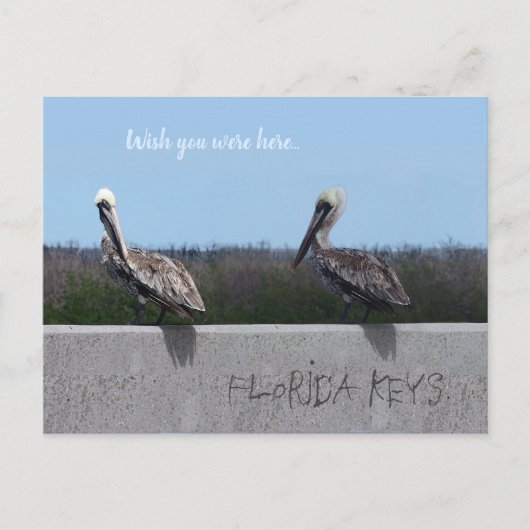 Carte Postale Pélicans (avec texte personnalisable) (Devant)