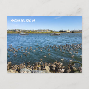 Carte Postale Pélicans Bask In Channel - Marina Del Rey, CA