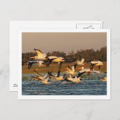 Carte Postale Pélicans blancs (Devant / Derrière)