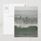 Carte Postale Pélicans Brown et Surf de l'Oregon (Devant / Derrière)