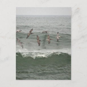 Carte Postale Pélicans Brown et Surf de l'Oregon