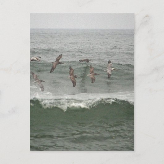 Carte Postale Pélicans Brown et Surf de l'Oregon (Devant)