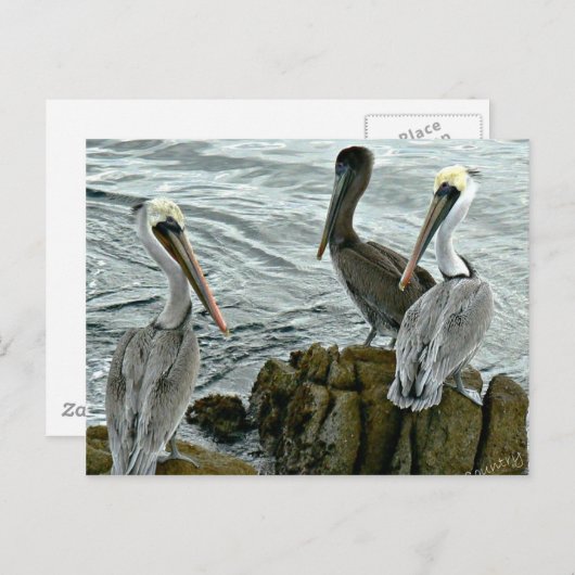 Carte Postale Pélicans de Monterey (Devant / Derrière)