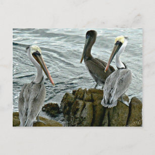 Carte Postale Pélicans de Monterey