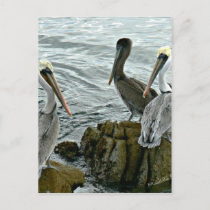 Carte Postale Pélicans de Monterey