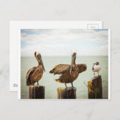 Carte Postale Pélicans et mouettes (Devant / Derrière)