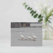 Carte Postale Pélicans et une mouette aussi (Debout devant)