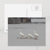 Carte Postale Pélicans et une mouette aussi (Devant / Derrière)